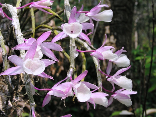 เอื้องสายน้ำผึ้ง Dendrobium polyanthum Wall. ex Lindl.<br/>ORCHIDACEAE